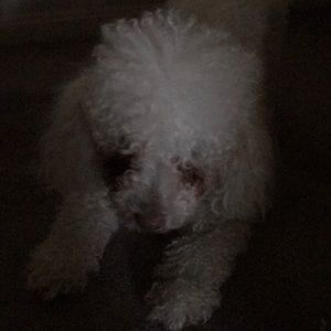 Meet your Posher, Olga